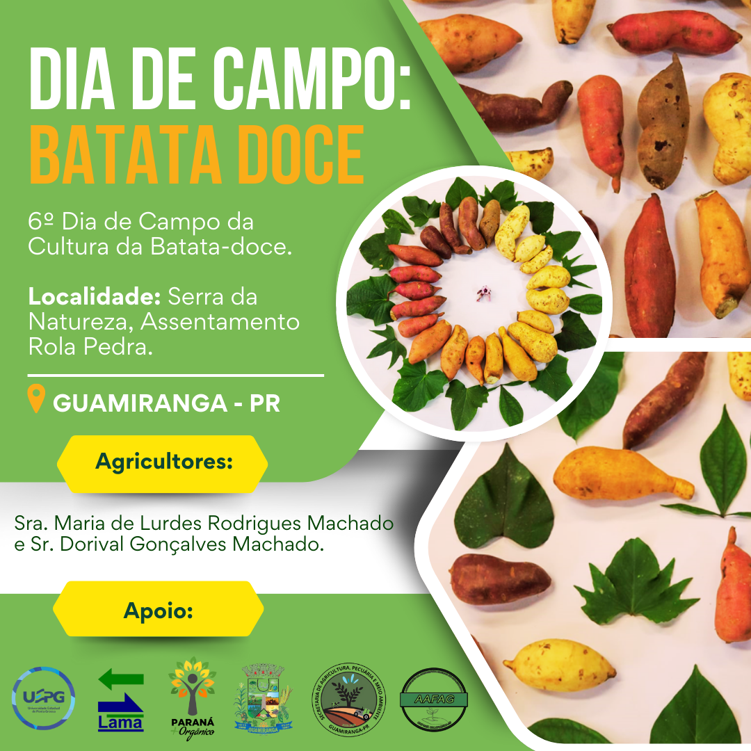 Lama/UEPG e Secretaria de Agricultura de Guamiranga realizam 6º dia de Campo de Batata-doce
