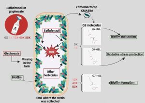 Resumo gráfico do artigo