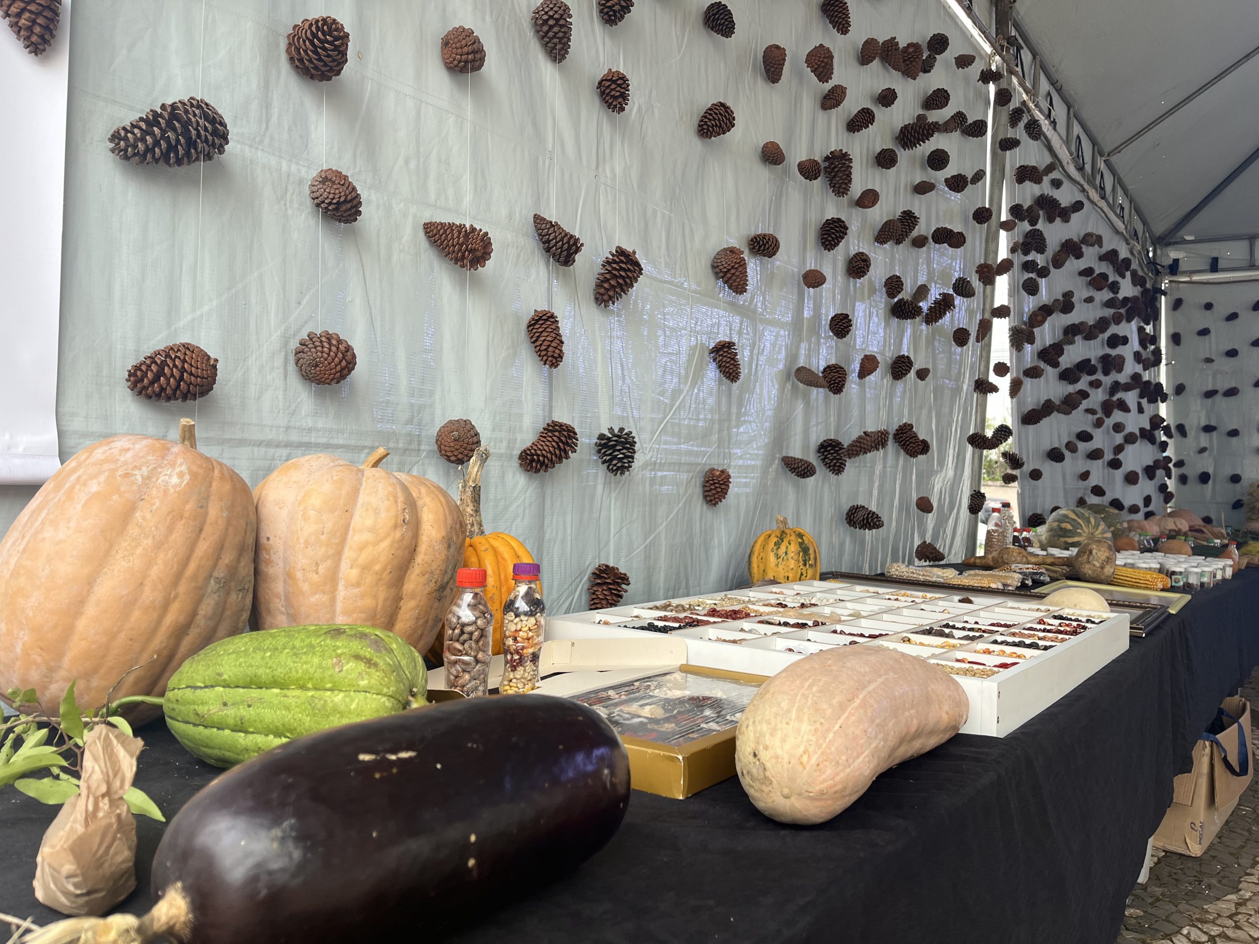 Exposições de Sementes Urbanas no 6° Encontro de Tradições
