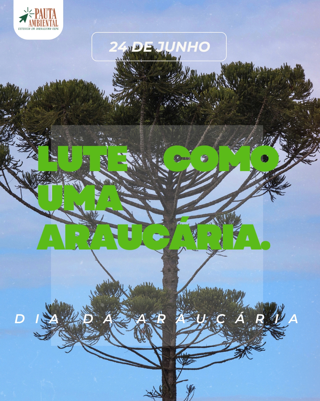 Dia Nacional das Araucárias