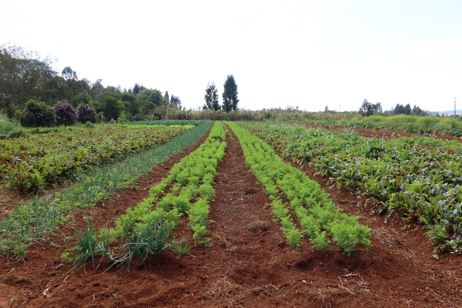 Agricultura orgânica gera proteção à natureza, alimento saudável e renda familiar