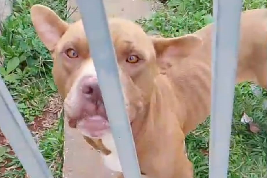 Casos de maus tratos contra animais se agravam mais de 16% em Ponta Grossa