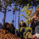 UEPG e Prefeitura de Ponta Grossa plantam 50 mudas de araucária em parque urbano