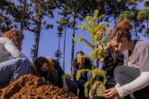 UEPG e Prefeitura de Ponta Grossa plantam 50 mudas de araucária em parque urbano